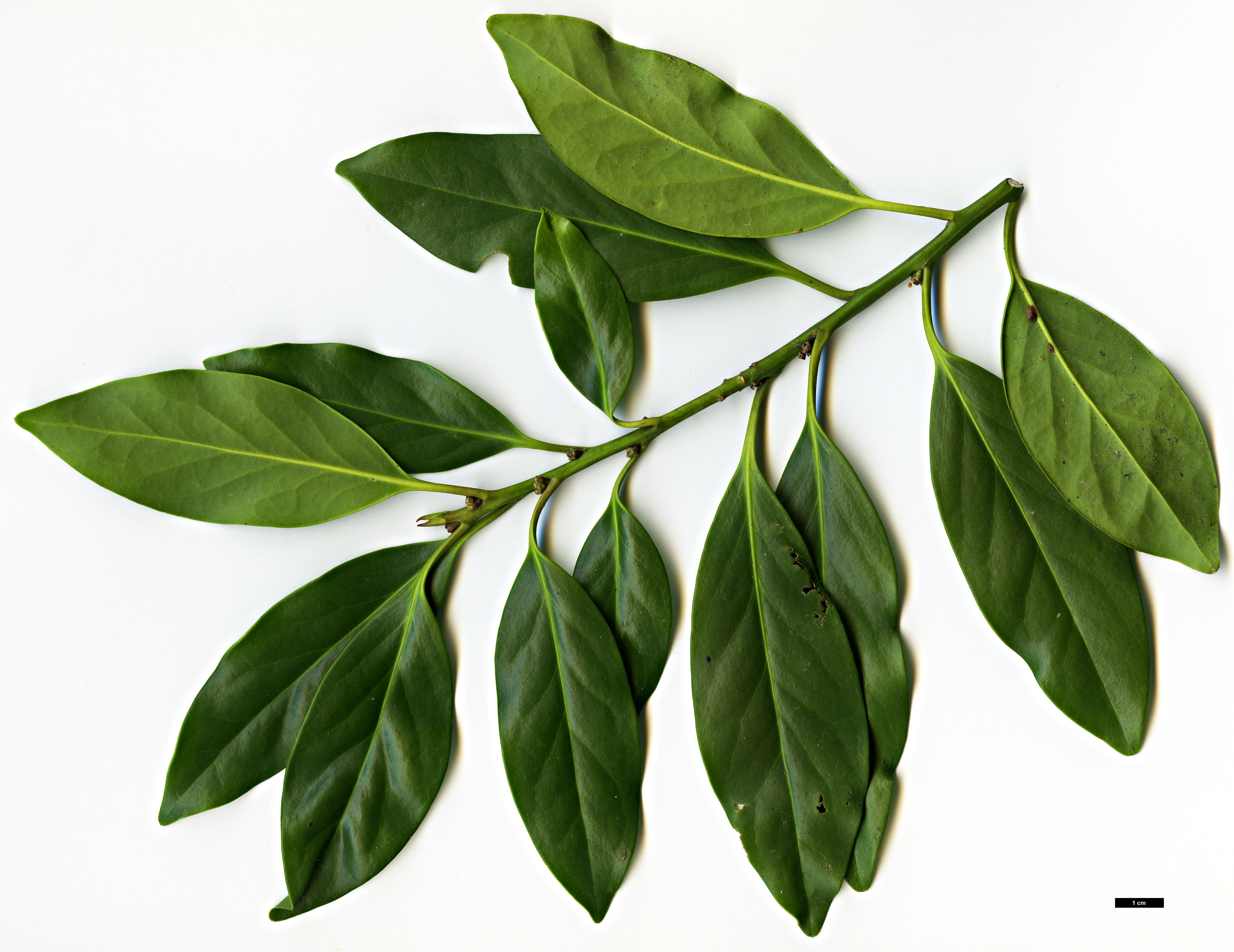 High resolution image: Family: Aquifoliaceae - Genus: Ilex - Taxon: integra - SpeciesSub: var. leucoclada